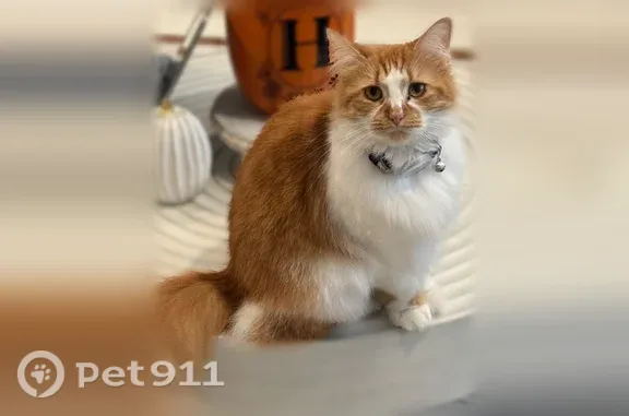 Lost female cat, 3rd Street, 818, Huntington — white and orange long-haired - photo