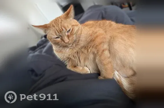 Lost cat, female, Margaret Street, 35532, Romulus, Romulus — fat orange cat with a clipped ear - photo