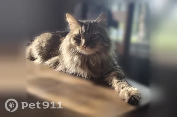 Lost cat, male, Northland Drive Northeast, Algoma Township, Rockford — seen on a Ring doorbell camera - photo