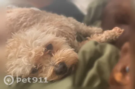 Missing dog West Covina, photo: Lost dog, North Maplewood Avenue, 595, West Covina — responds to Cinnabun