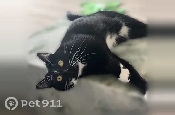 Lost male cat, 131st Avenue Northeast, 17301, Woodinville — black short-haired with a forehead mark - photo
