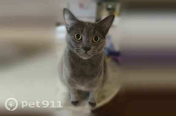 Missing cat Alton, photo: Lost male cat, Omega Street, 3535, Alton — yellow eyes and friendly