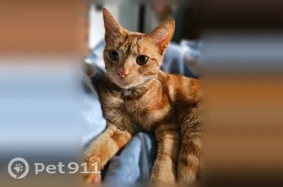 Lost female cat, Leicester Court, Castle Pines, Virginia Beach — orange tabby with greenish-yellow eyes - photo