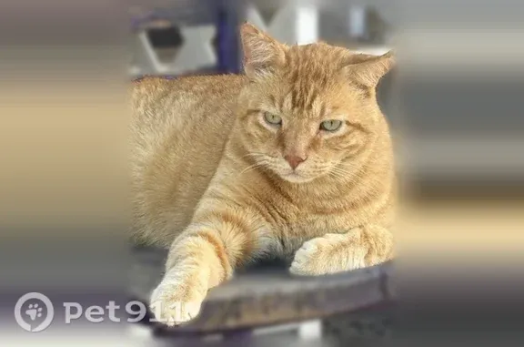 Lost male cat, North Raynolds Avenue, 820, Cañon City — damaged ears - photo