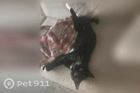 Lost male cat, Pleasant Pine Circle, 740, Harrington, Baltimore — blue collar - photo