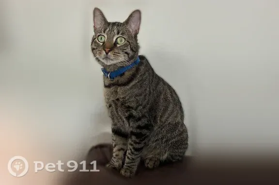 Lost cat, Appian Way, Roman Forest — male tabby with a blue collar - photo