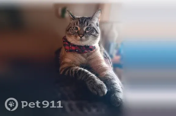 Lost cat, Willis Drive, Worthington — male Lynx Siamese with light blue eyes - photo