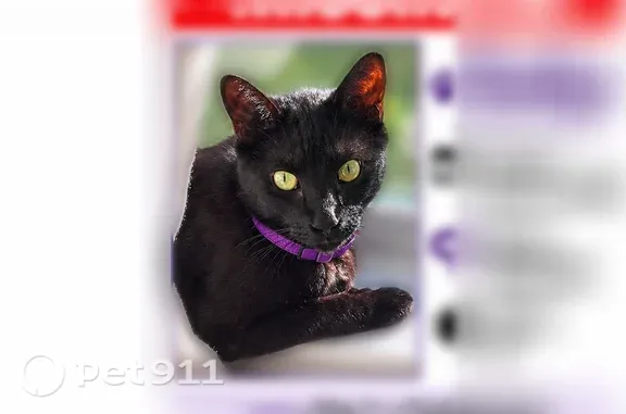 Lost cat, Nickell Back Drive, Four Corners, Conroe — male, chipped - photo