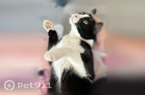 Lost cat, Penn Drive, 8, Washington Township, Glassboro — male tuxedo cat with a black heart marking on his hind leg - photo