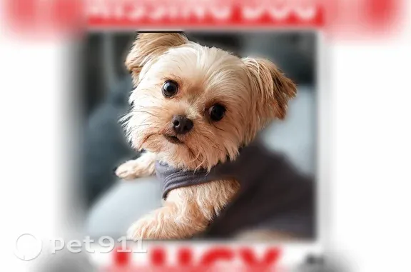 Lost female dog, Wright City, Missouri, Columbia — blonde Yorkie - photo