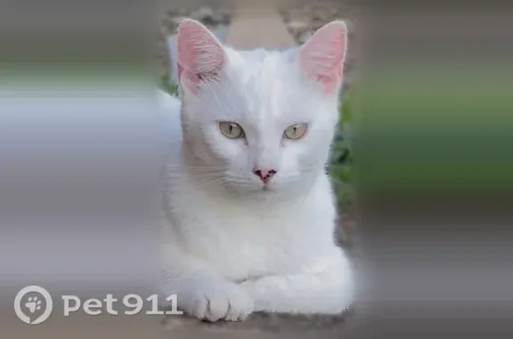Missing cat Staten Island, photo: Lost cat, Benziger Avenue, 185, Staten Island — white, friendly female