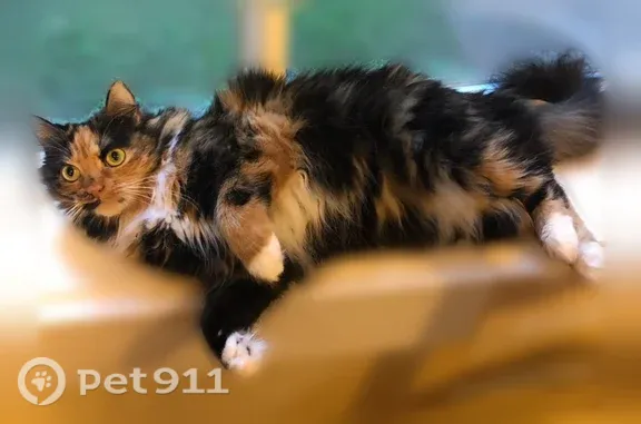 Lost cat, Placita Chorro, 3042, Tucson, Arlington — small female with long hair - photo