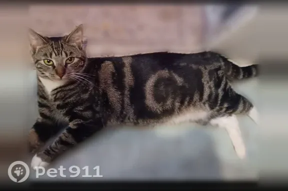 Lost cat, female, California 46, 21937, Lost Hills, Lost Hills — distinctive swirl tabby pattern - photo