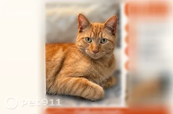 Lost male cat, West Sandra Circle, 4308, Glendale, Glendale — friendly orange tabby - photo