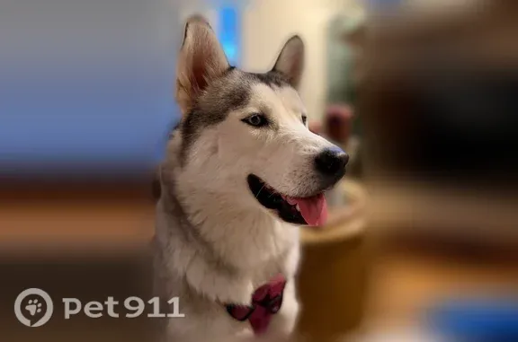 Lost dog, Main Street East, 2508, Snellville — white husky male - photo