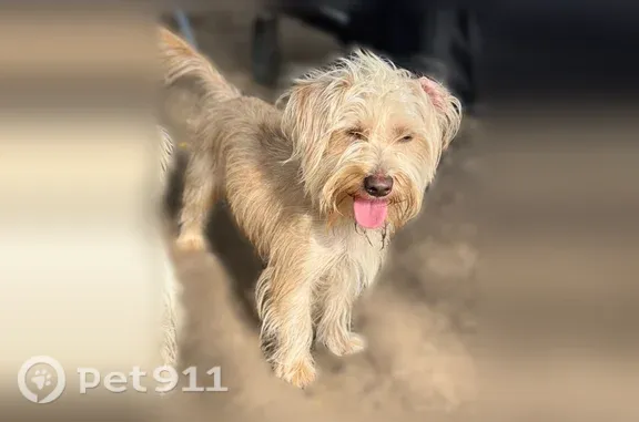 Lost male dog, Plaza Center, 4726, San Antonio, Austin — one of three dogs - photo