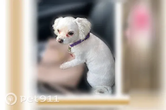 Lost Dog, East 87th Place, 1625, Firestone Park, Los Angeles — Small White Female with a Purple Collar - photo