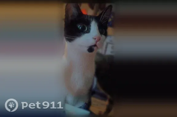 Lost cat, female, Cactus Drive, 73833, Twentynine Palms, Los Angeles — sweet and people-loving - photo