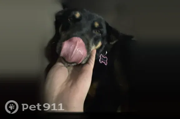 Lost dog, McEwen, Tennessee, Arlington — female Rottweiler mix with cheetah-print collar - photo