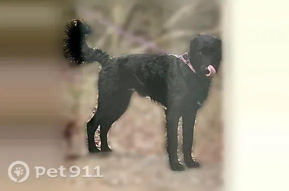 Lost male dog, Stallings Road, 60, Taylors, Charlotte — black Lab/poodle/husky mix - photo