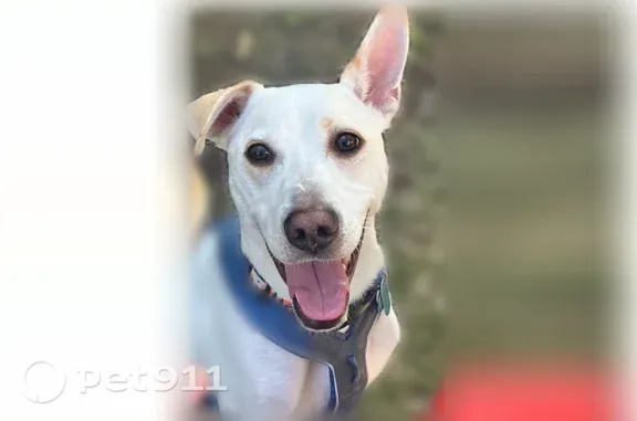 Lost male dog, Memorial Street, 2812, Alexandria — one floppy ear and curved tail - photo