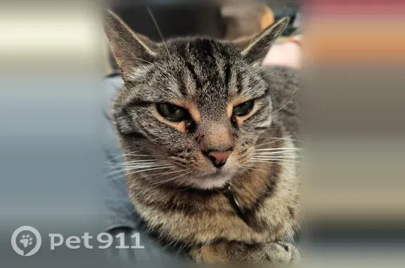 Lost cat, East Hampden Place, 18279, Aurora — female, loves sleeping on your chest - photo