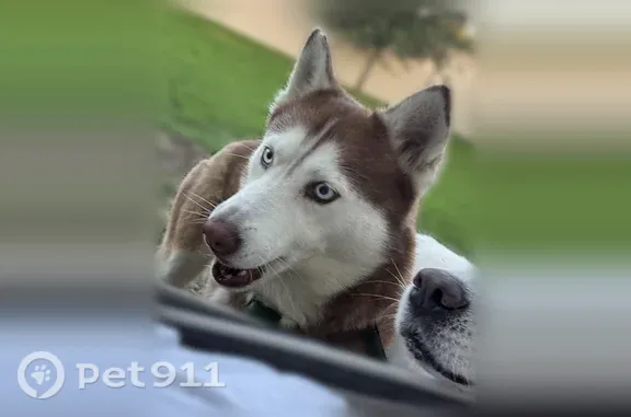 Lost female dog, South Jennings Road, 5568, Haines City — red husky - photo