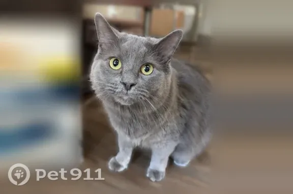 Lost cat, male, Evergreen Drive, Virginia, Bristol — gray and fluffy - photo