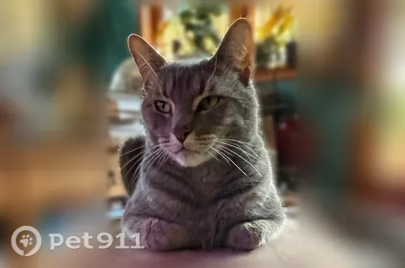 Lost cat, North Tucson Boulevard, 2201, Tucson, Arlington — dark gray and white tabby - photo