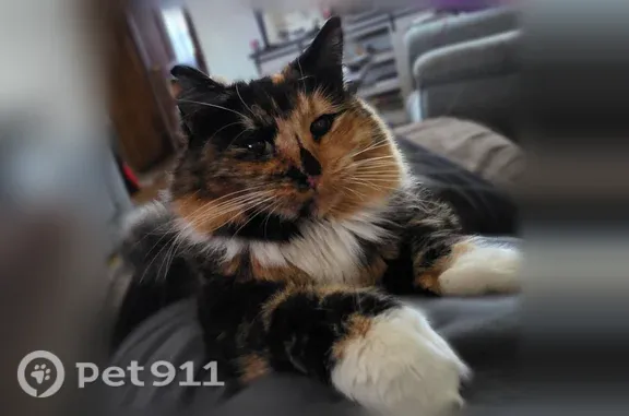 Lost cat, female, Olive Street Northwest, 11700, Minneapolis — long-haired calico - photo