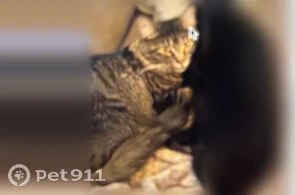 Missing cat Arlington, photo: Lost cat, Waterman Avenue, 7144, University City, Arlington — large black cat with bright golden eyes