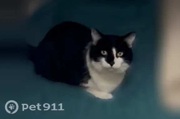 Lost cat, Golden Isles Parkway, 401, Perry — black and white female cat - photo