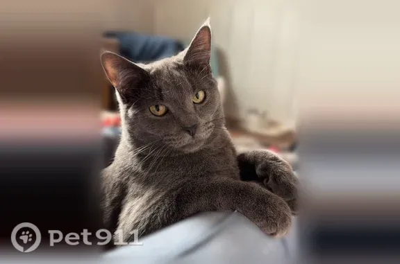 Lost male cat, Patricia Drive, 5035, Akron — solid gray with ear tufts - photo