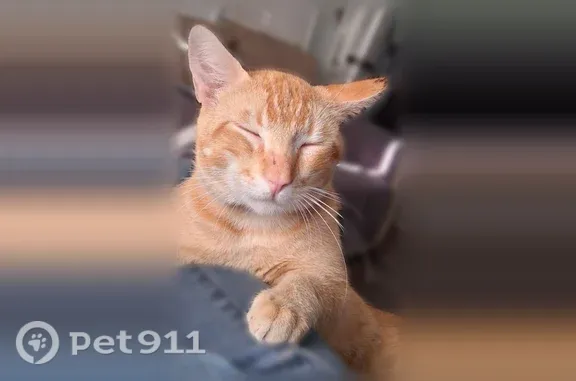 Lost cat, male, West 5th Street, 1600, Oxnard, San Jose — black spot on left ear - photo