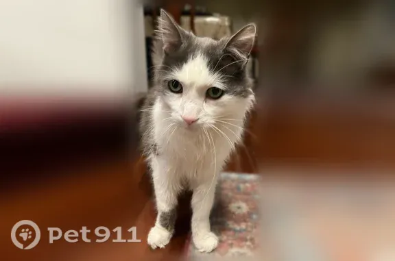 Missing cat Detroit, photo: Lost male cat, Willow Springs, Illinois, Detroit — white with gray spots and long bushy tail