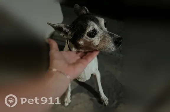 Found dog, East Cloud Road, 19...