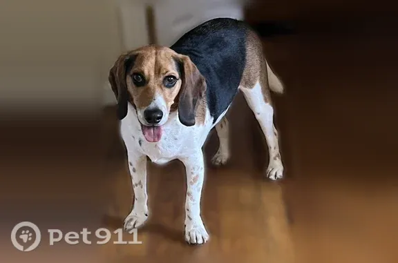 Lost dog, South Woodlawn Avenue, 4554, Chicago — 3-year-old male Beagle - photo