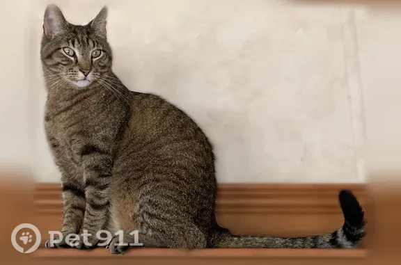 Lost male cat, Pony Express Highway, Marysville — brown tabby named Rambo - photo