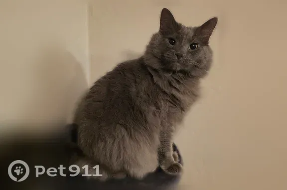 Long hair, solid gray, friendly with people, went missing sometime early in the morning 10/21