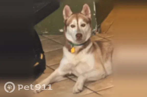 Missing dog Oakland, photo: Lost dog, 66th Avenue, Oakland — playful female husky