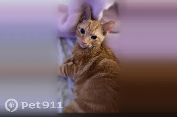 Lost male cat, Northfield Avenue, 300, Harvard, Harvard — orange tabby with a pink nose - photo