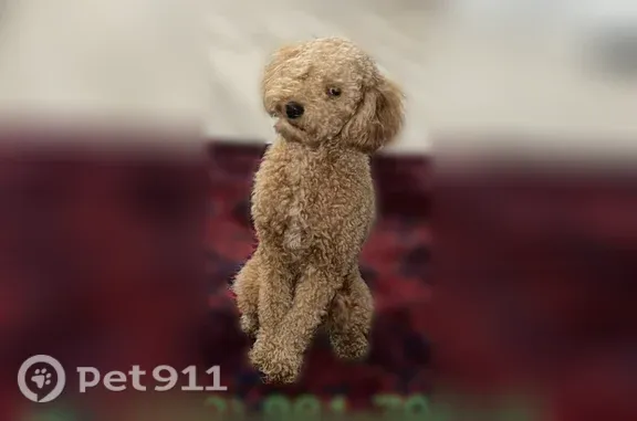 Lost dog, Dryden Court, 9810, Las Vegas — 10-month-old golden male - photo