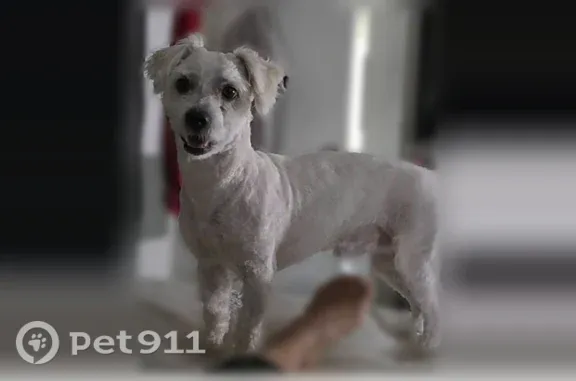 Lost male dog, East Apache Trail, 8615, Phoenix — white with cream ears and dark brown eyes - photo