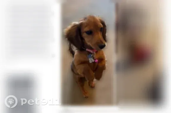 Lost female dog, Delhi Pike, 5015, Cincinnati — wearing a Minnie Mouse collar - photo