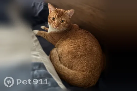 Missing cat Louisville, photo: Lost male cat, Sunny Stone Lane, 8400, Louisville — orange and white