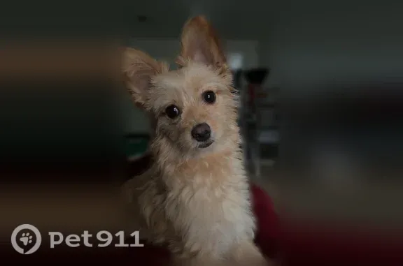 Lost dog, Oildale, California, Oildale — female Pomeranian mix - photo