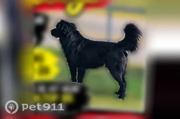 Lost male dog, Billings, Montana, Bothell — medium-haired black dog named Mongo - photo