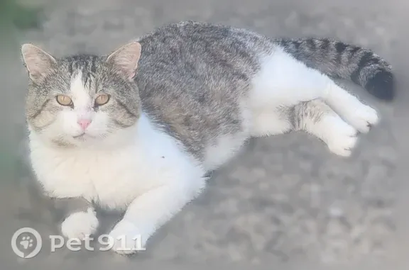 Found cat, Burns Road, 6091, N...