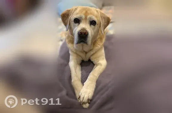Missing dog Bozeman, photo: Lost dog, Crabapple Drive, Bozeman, Sausalito — 13-year-old English yellow Lab