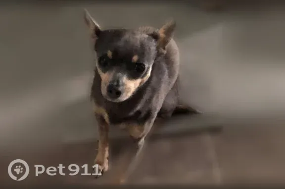Lost female dog, North 2nd Street, 513, Nyssa, Boise — thyroid problem and hair loss - photo